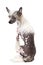 Back view of a Hairless Chinese Crested dog