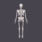 Back view of human skeleton with bones, ribs, pelvis, spine and skull. Full-length body structure x-ray. Anatomical