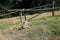 Back view on a katta feeding fruits on a grass area