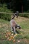 Back view of a katta in a zoo in germany