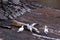 Back view of lesser blue-morph snow goose flapping its wings to climb over a tree trunk, with other birds on either side of it