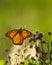 Back view of a magnificent Monarch butterfly as it sips nectar