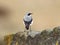 Back view of male wheatear on rock