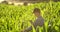 Back view: a Modern farmer with a tablet computer in his hands touching the corn leaves in the field