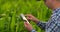 Back view: a Modern farmer with a tablet computer in his hands touching the corn leaves in the field