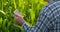 Back view: a Modern farmer with a tablet computer in his hands touching the corn leaves in the field