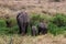 Back view of a mother elephant with a baby and sister elephant
