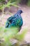 Back view of Nicobar Pigeon Caloenas nicobarica