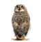 Back view on a One month Eurasian Eagle-Owl chick turning his head towards the camera, isolated on white