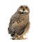 Back view on a One month Eurasian Eagle-Owl chick turning his head towards the camera, isolated on white