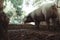 Back view of a pig in a farm with chickens in the background