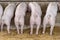 Back view of pigs feeding in organic rural farm agricultural. Livestock industry