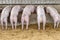 Back view of pigs feeding in organic rural farm agricultural. Livestock industry