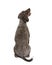 Back view of a Rear view of Spanish water spaniel.