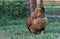 Back view of Rhode Island Red hen showing fluffy rear feathers