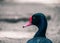 Back view of a Rosy-billed pochard duck. Detail of a duck with red beak