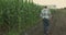 Back view of senior farmer walking on a path and looking on corn field