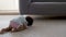 Back view of serious infant crawling on floor