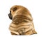 Back view of a Shar pei puppy sitting (11 weeks old) isolated on