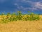 Back view of sunflowers in the wheat field under stormy sky