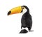 Back view of a Toucan toco, Ramphastos toco, isolated