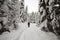 Back view of tourist hiker with backpack walking in white clean deep snow on bright frosty winter day in mountain forest with tall