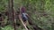 Back view of tourist walking along a log bridge while hiking in mountain forest. People walk on fallen tree trunk as wooden bridge