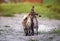 Back view of two loving cats walking on the a path in the garden on a Sunny spring day with their striped tails held high