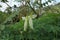 Back view of two white vegetable hummingbird flowers