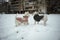 Back view of a West Highland white terrier dogs in winter clothes playing on snow