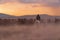 Back view of western cowboy riding horses with dog in dusts in the evening