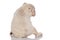 Back view of white english bulldog sitting and looking down