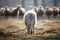 Back view of wild wolf or dog in front of herd of livestock sheep