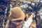 Back view on the Woman in the straw hat walking in the palm forest and shows a finger on the trees. Seychelles islands.