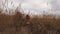 Back view of woman tourist with backpack walks on nature pampas grass field