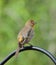 Back view of a yellow male House Finch, Haemorhous mexicanus, perched on a pole in a suburban garden