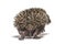 Back view of a Young European hedgehog walking away