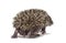 Back view of a Young European hedgehog walking away