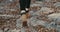 Back view of young traveler girl leg walking at rocks, woman tourist walking woods