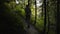 Back view of young woman walking away in the green forest. The girl hiking alone. Connection with nature. Traveling