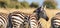 Back view of Zebras in a row  in the Masai Mara