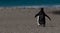 Back of Walking Gentoo Penguin