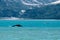 back of a whale and a seakayak - Glacier Bay , Alaska