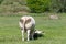 Back of a white Charolais beef cows grazing in a green grassy pasture looking curiously at the camera