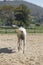 Back of white horse in farm relaxing in sand Stable