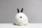 Back of white rabbit with black ears. fluffy rabbit funny picture