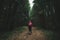 Back of a woman on a hike, walks with the dog in the evening in the woods. Hiker woman in red jacket and with backpack hiking on