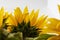 Back yellow beautifal sunflower isolate on white background