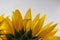 Back yellow sunflower isolate on gray background