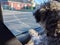 Back of a young fluffy poodle dog inside a car looking out to the window